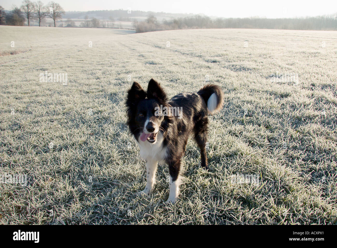 Border collie in frosty winter countryside Stock Photo