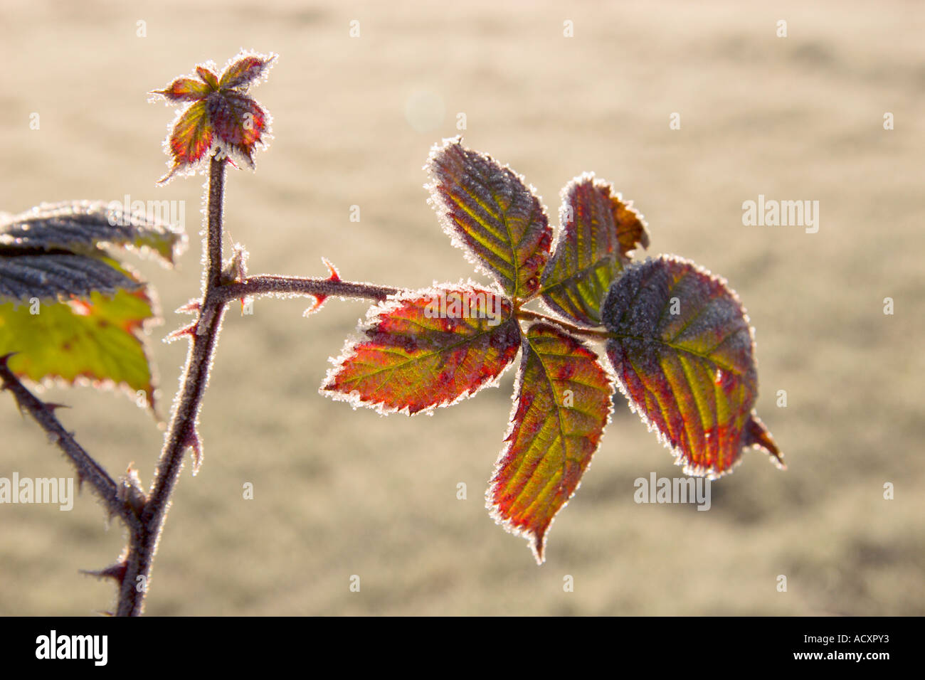 Bramble frost winter Stock Photo