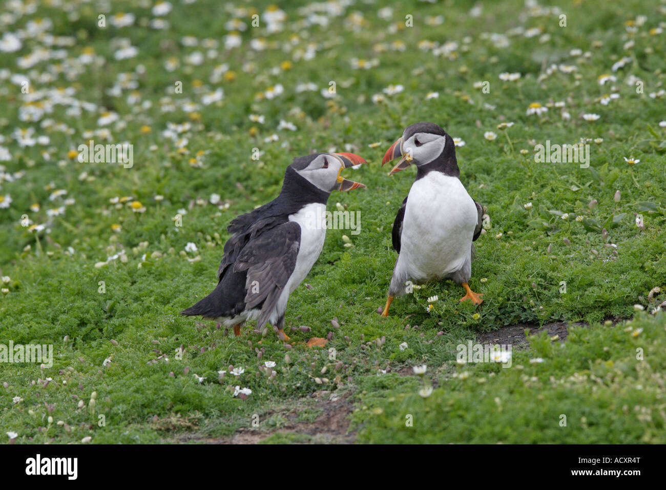 Two Puffins showing aggression Stock Photo