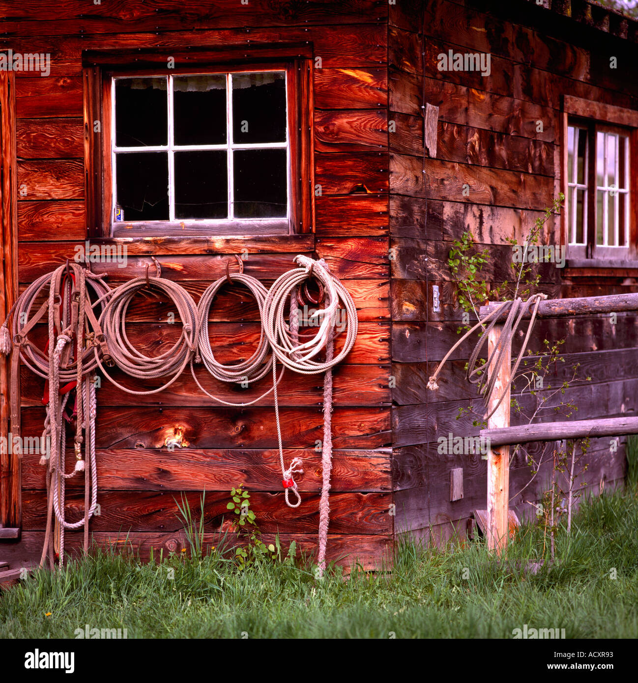 Cowboy Lassos hanging in a Row on Side Wall of Old Weathered Wood Cabin / Ranch Building - Rustic Cowboy House Stock Photo