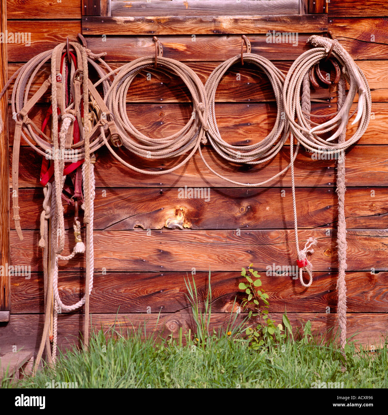 Cowboy Lassos hanging in a Row on Side Wall of Old Weathered Wood Cabin / Ranch Building Stock Photo