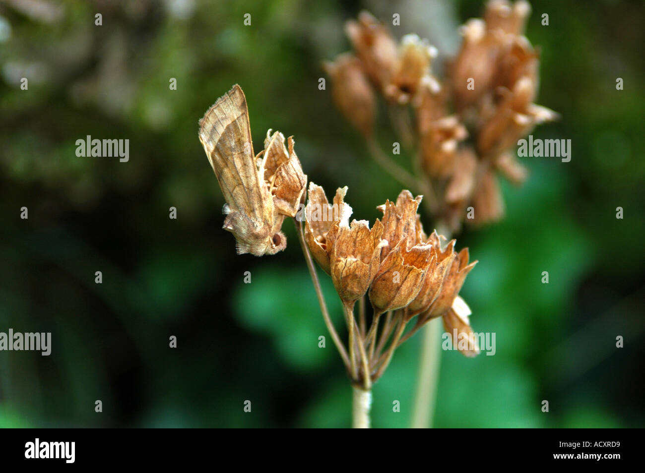 Camouflaged Rosy Rustic Moth Resting on a Dead Flower Stock Photo