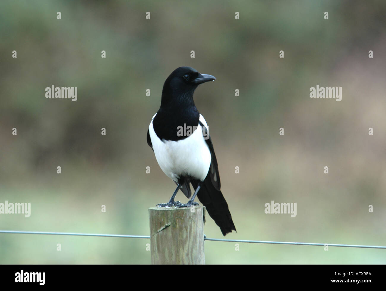 Magpie Sitting on a Fence Post on a Berkshire Heath Stock Photo Alamy