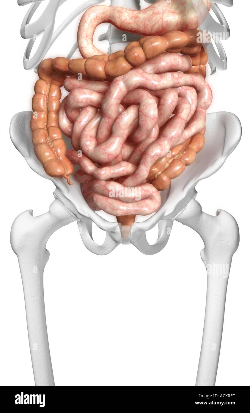 The intestines Stock Photo - Alamy