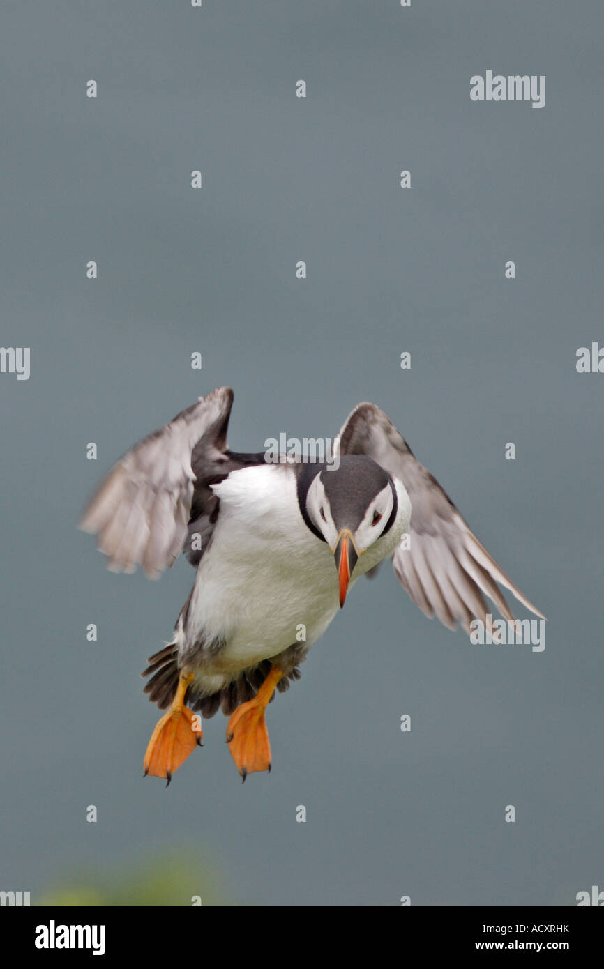 Puffin in flight Stock Photo - Alamy