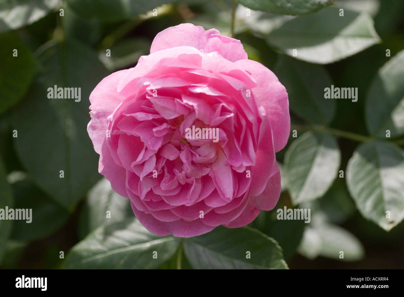 Single rose bloom hi-res stock photography and images - Alamy