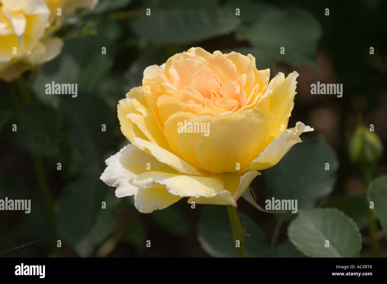  Foto zu Rose ausmol hi-res stock photography and images - Alamy 
