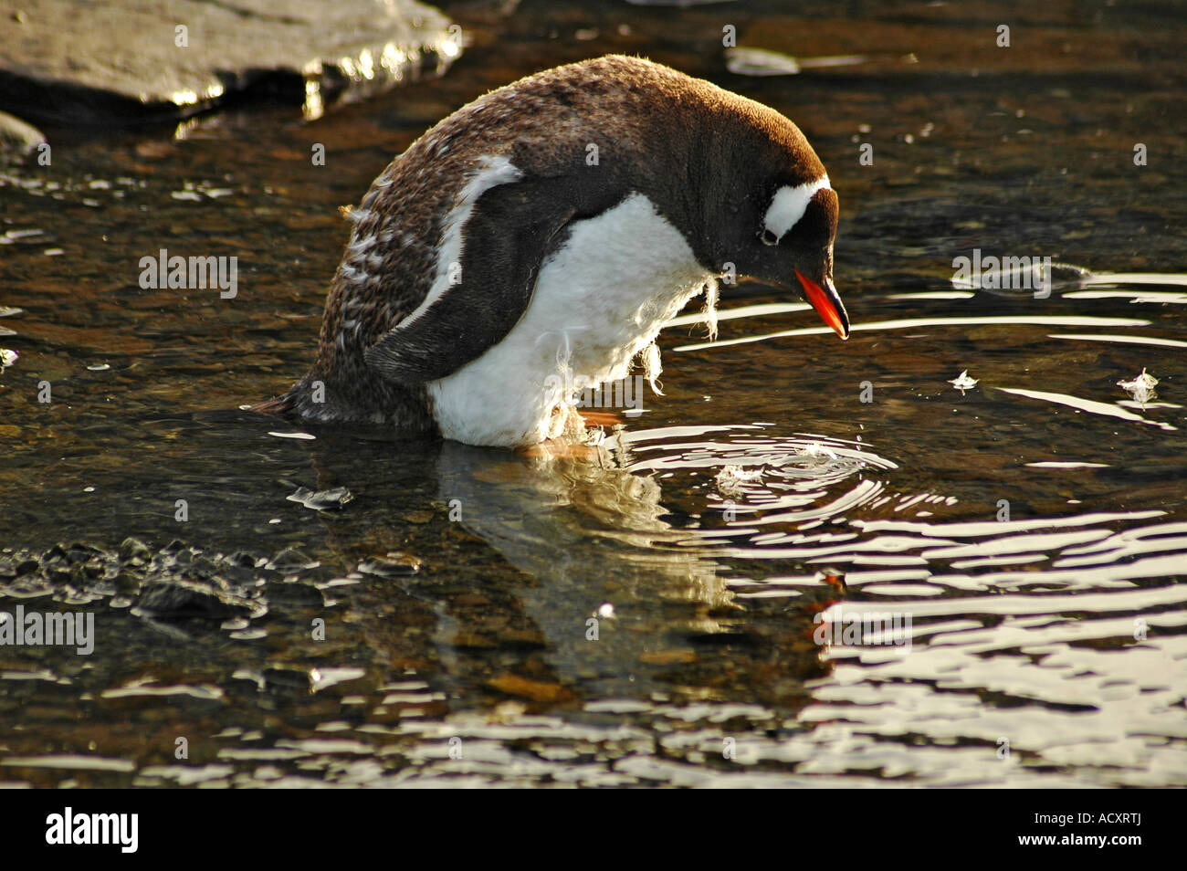 Gentoo penguins going out the water Stock Photo