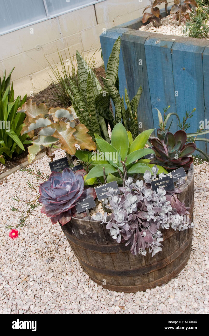 Planting in a barrel - Kalanchoe, Echeveria afterglow, Kleinia  and Echeveria 'Fred Wass' Stock Photo