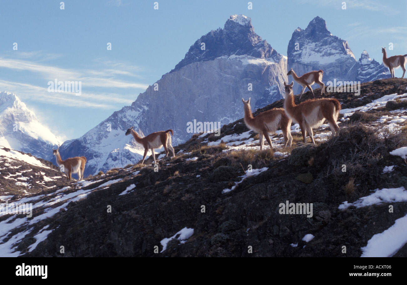 Guanaco herd grazing on snow covered hills with the Torres del Paine mountain range behind Stock Photo