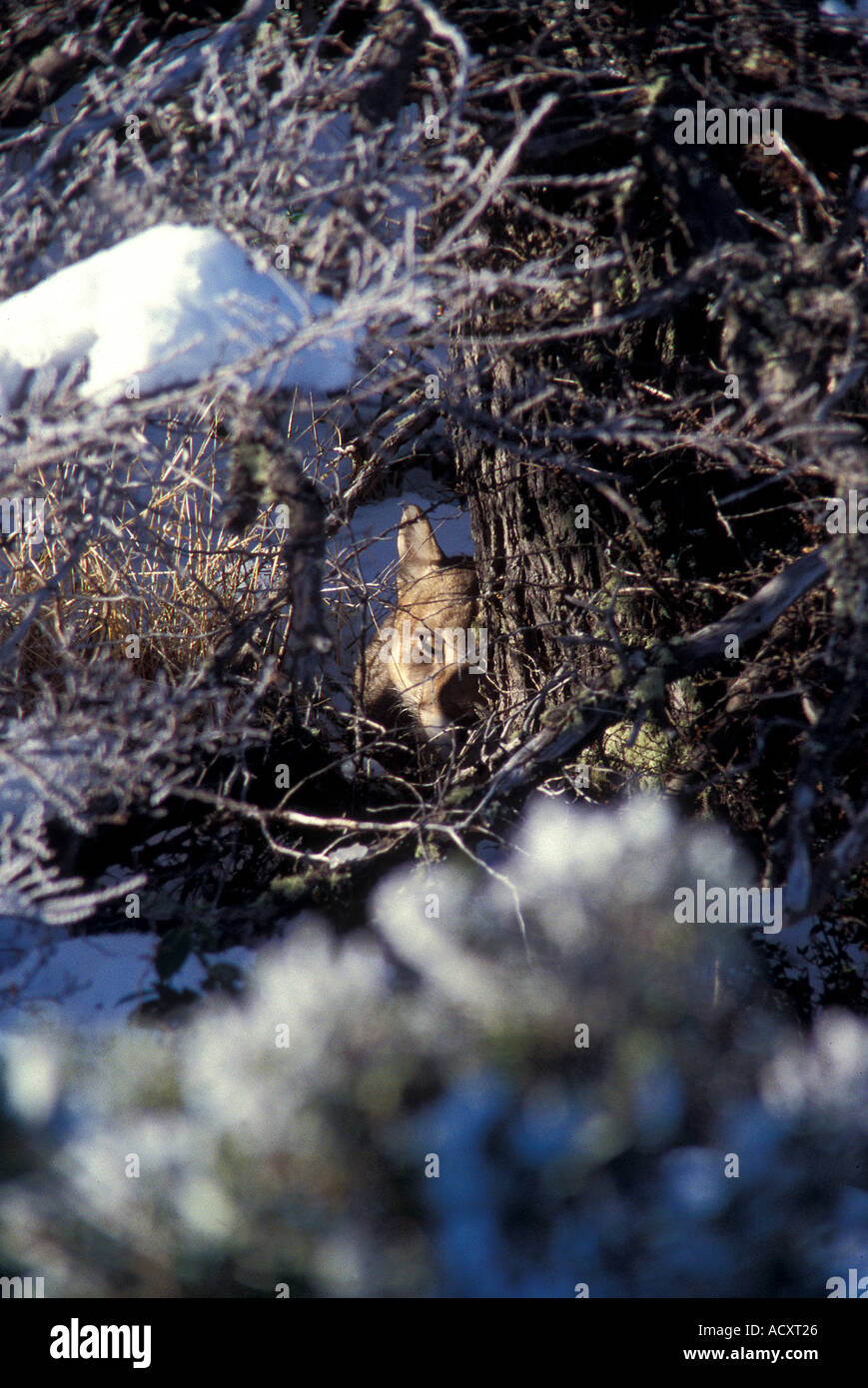 Totally wild Patagonian Puma hiding  behind tree, Chile Stock Photo