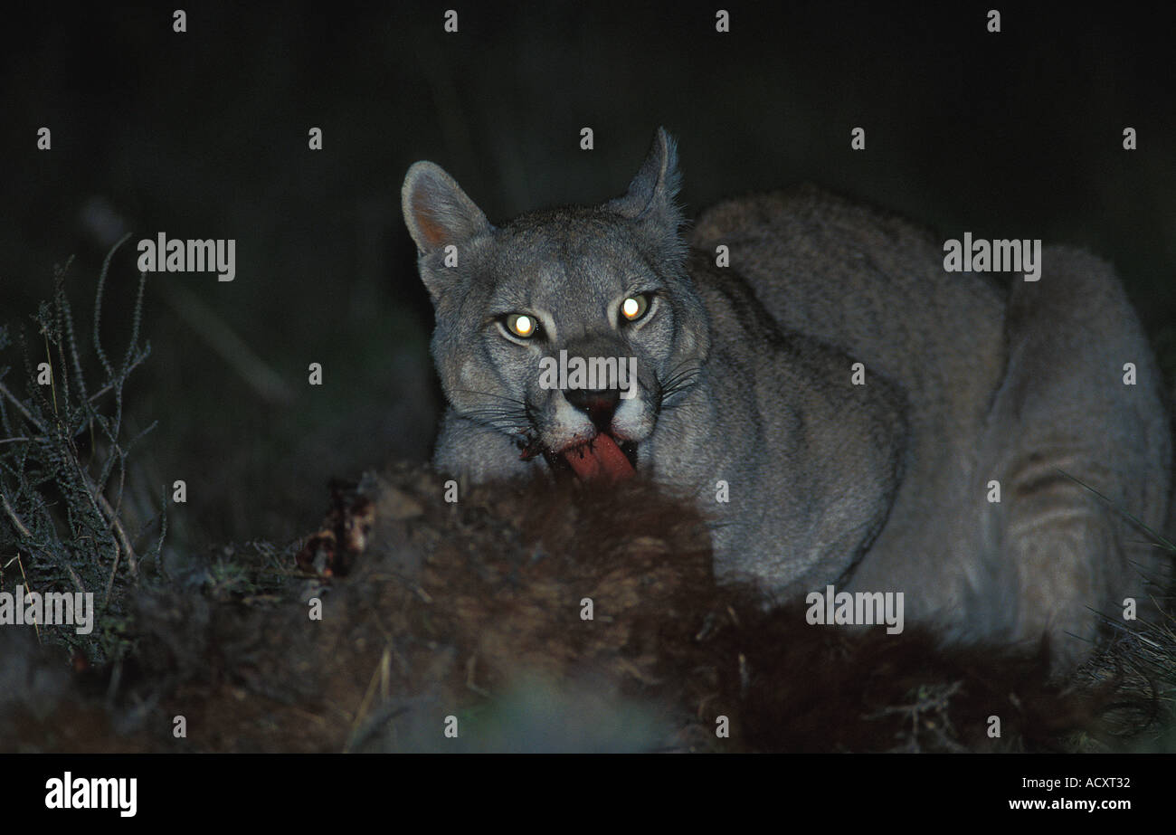 Totally wild adult female Patagonian Puma feeding at night on carcaas of Guanaco, chile Photo -