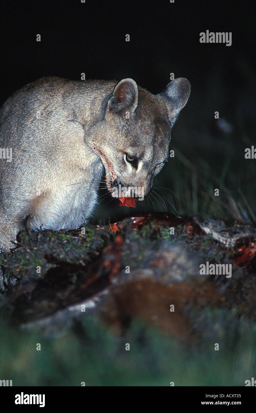 Totally wild adult female Patagonian Puma feeding at night on carcass of Guanaco. Torres del Paine national park, Chile Stock Photo