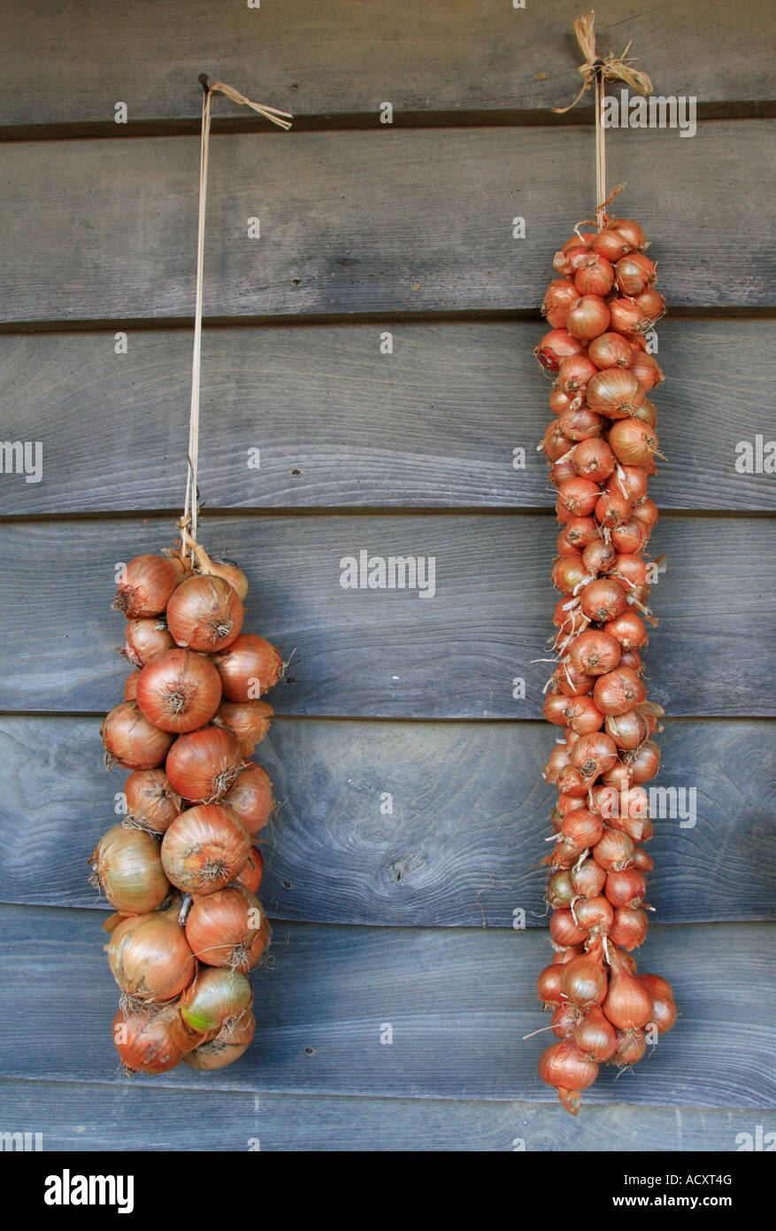 Strings of onions and shallots hanging in the shade to dry ready for