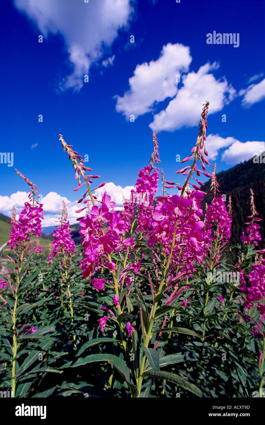 British nature spring hi-res stock photography and images - Alamy