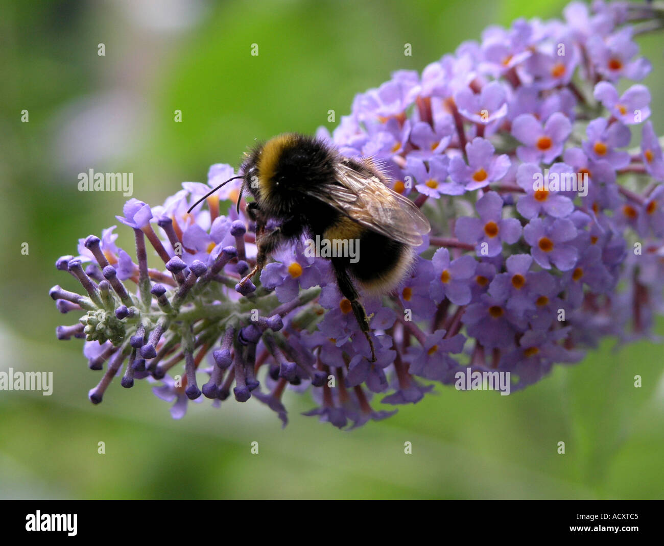 Bumble Bee on a buddleia davidii Stock Photo - Alamy