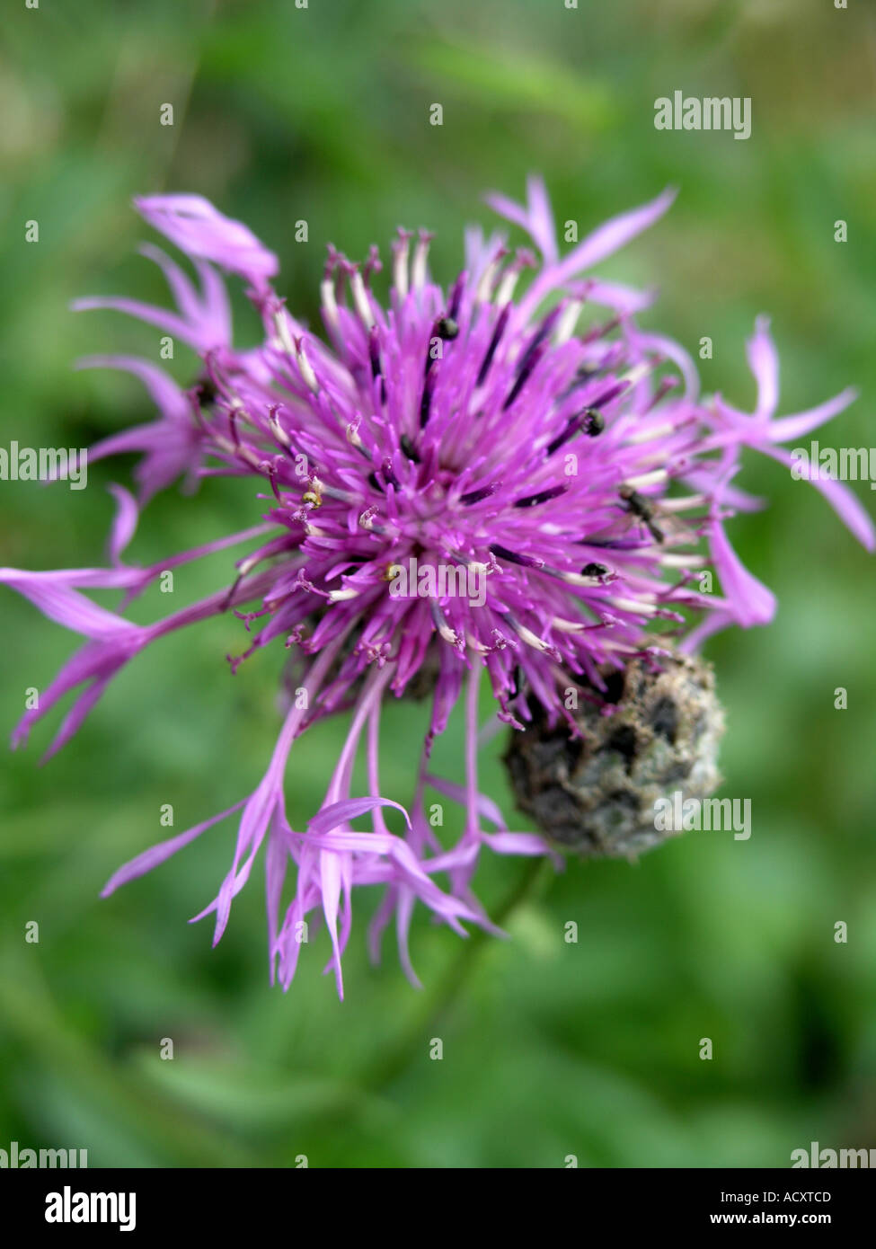 mountain knapweed scabious cornflower Stock Photo Alamy
