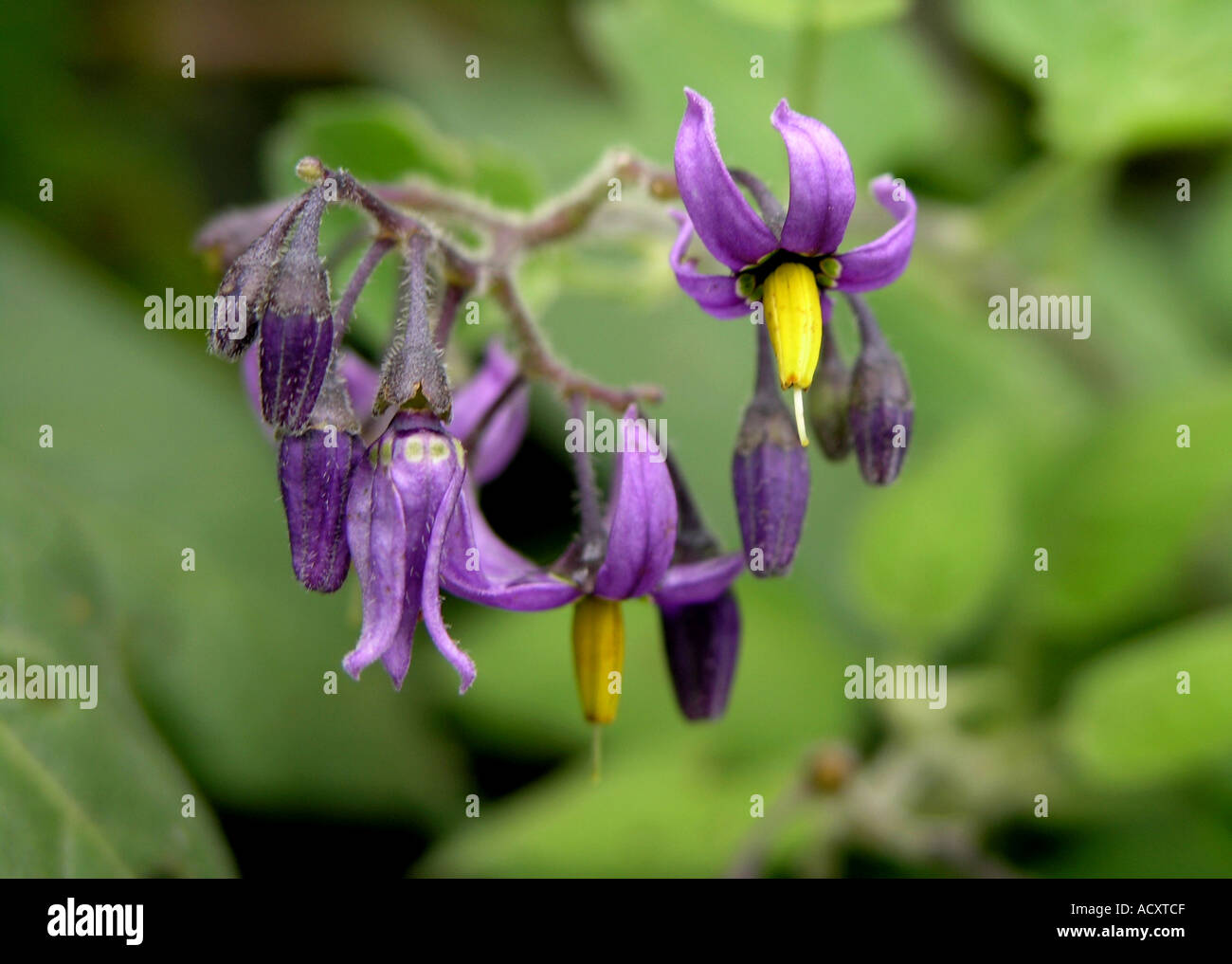 deadly night shade flowers Stock Photo