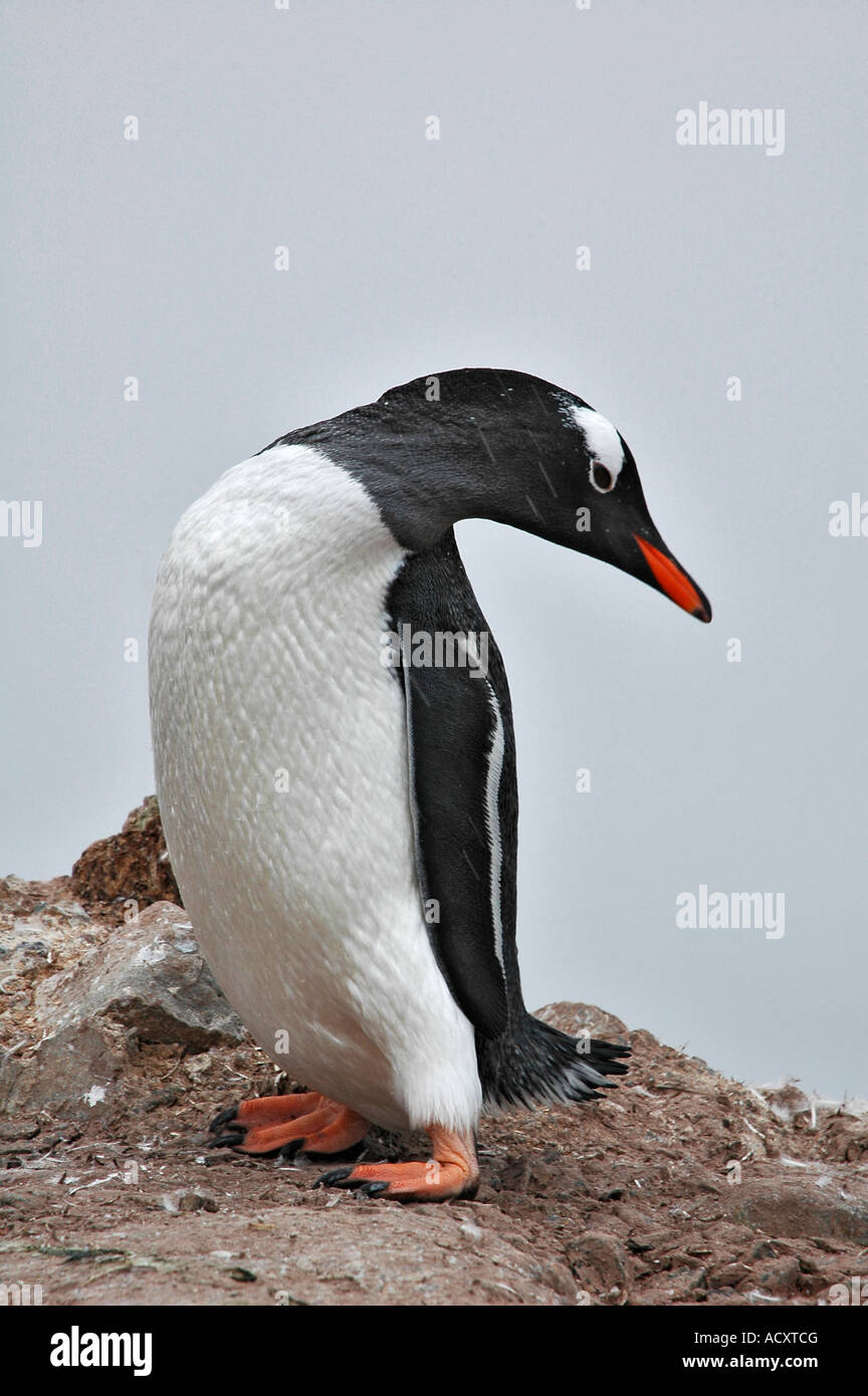 Penguins on a rock Antarctica Stock Photo