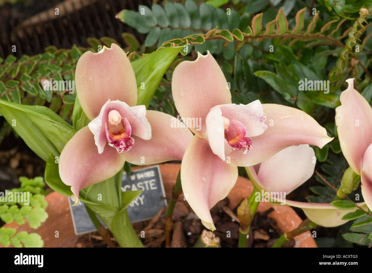Orchid -  x Angulocaste Rosemary Stock Photo