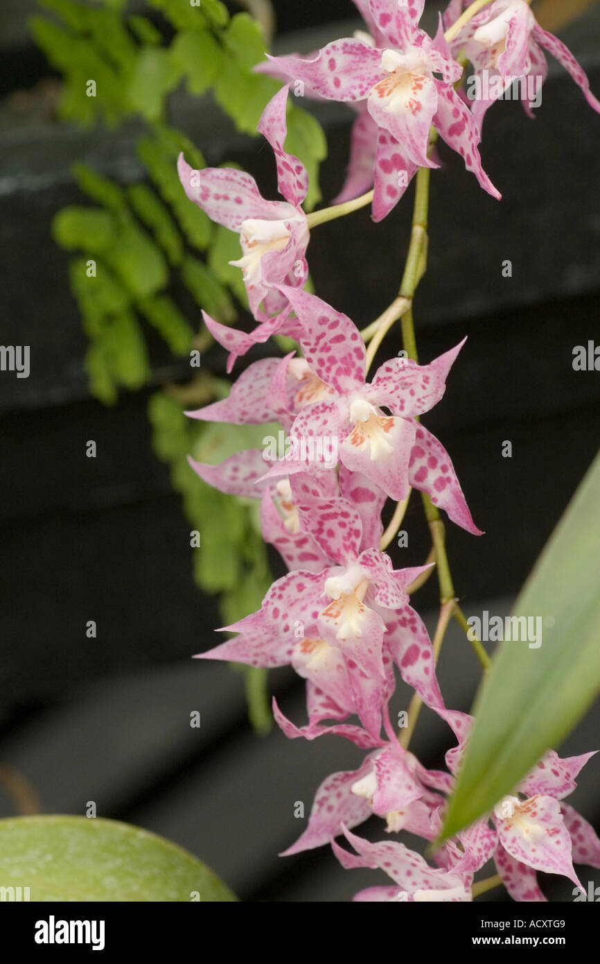 x Odontioda Heatonensis orchid Stock Photo
