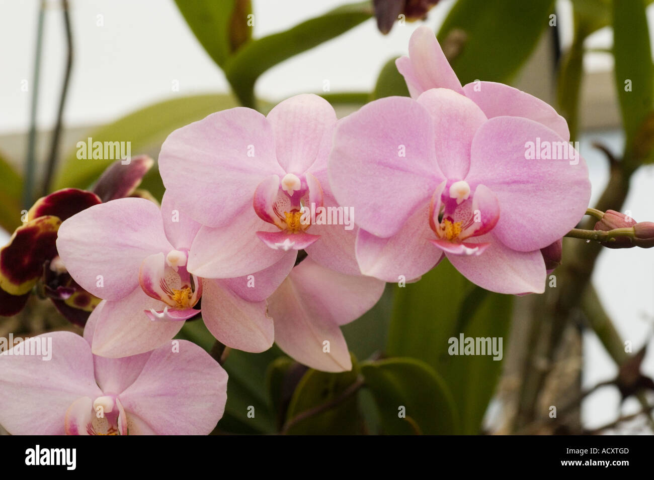 Orchid Phalaenopsis Frosted Flakes Stock Photo