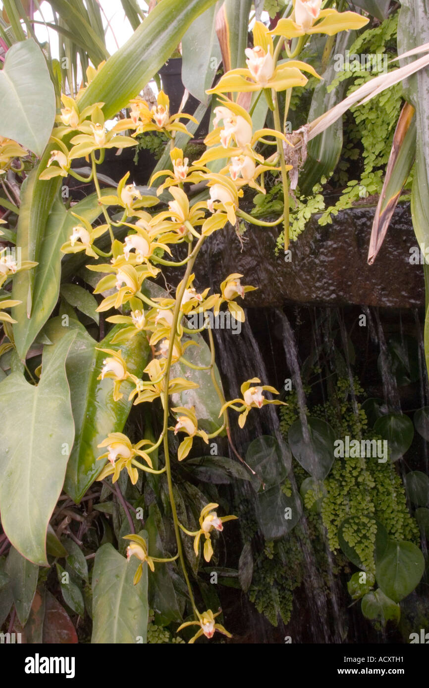 Orchid Cymbidium Lowianum Stock Photo