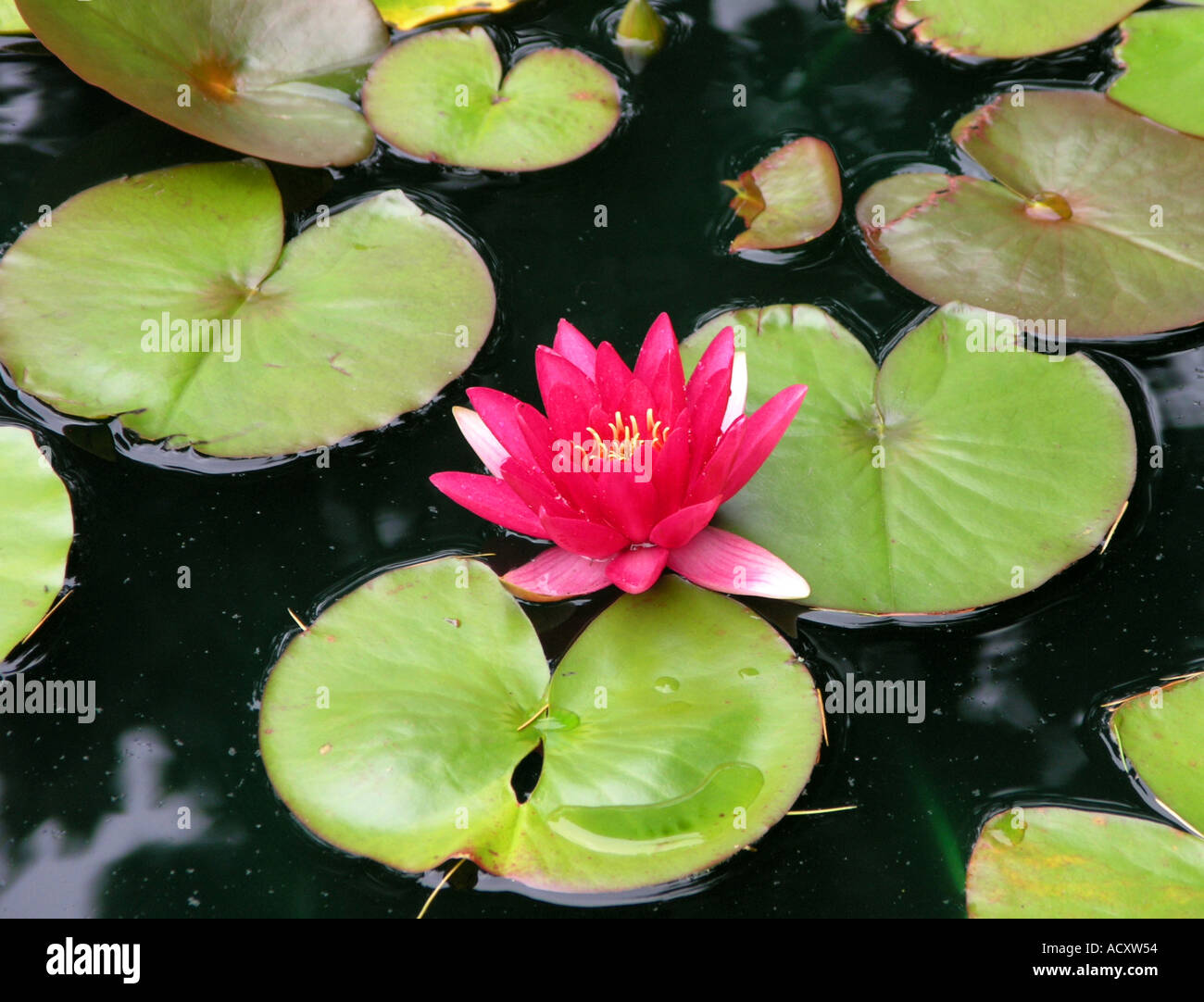 Bees on water lily hi-res stock photography and images - Alamy