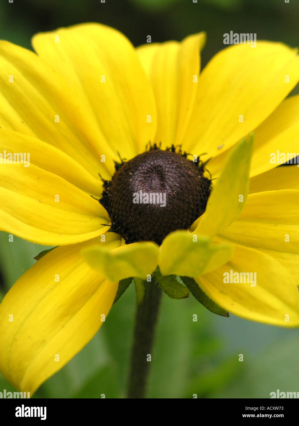 yellow flower black centre Black eyed susan Latin nameRudbeckia Stock