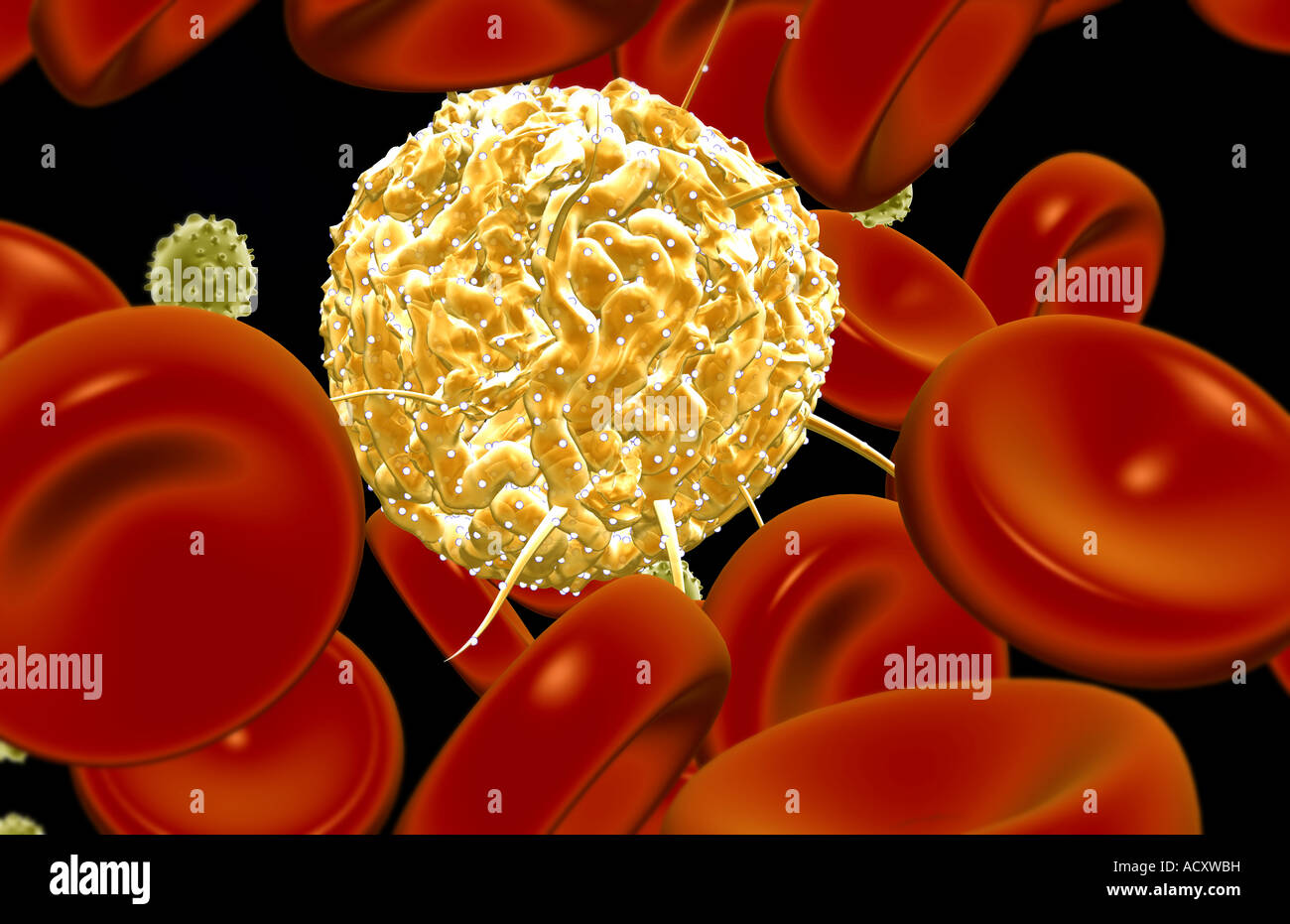 Hematopoietic stem cells hi-res stock photography and images - Alamy