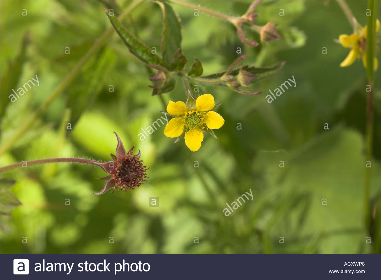 Herb Bennet Flower And Bud Geum Urbanum Stock Photo Alamy