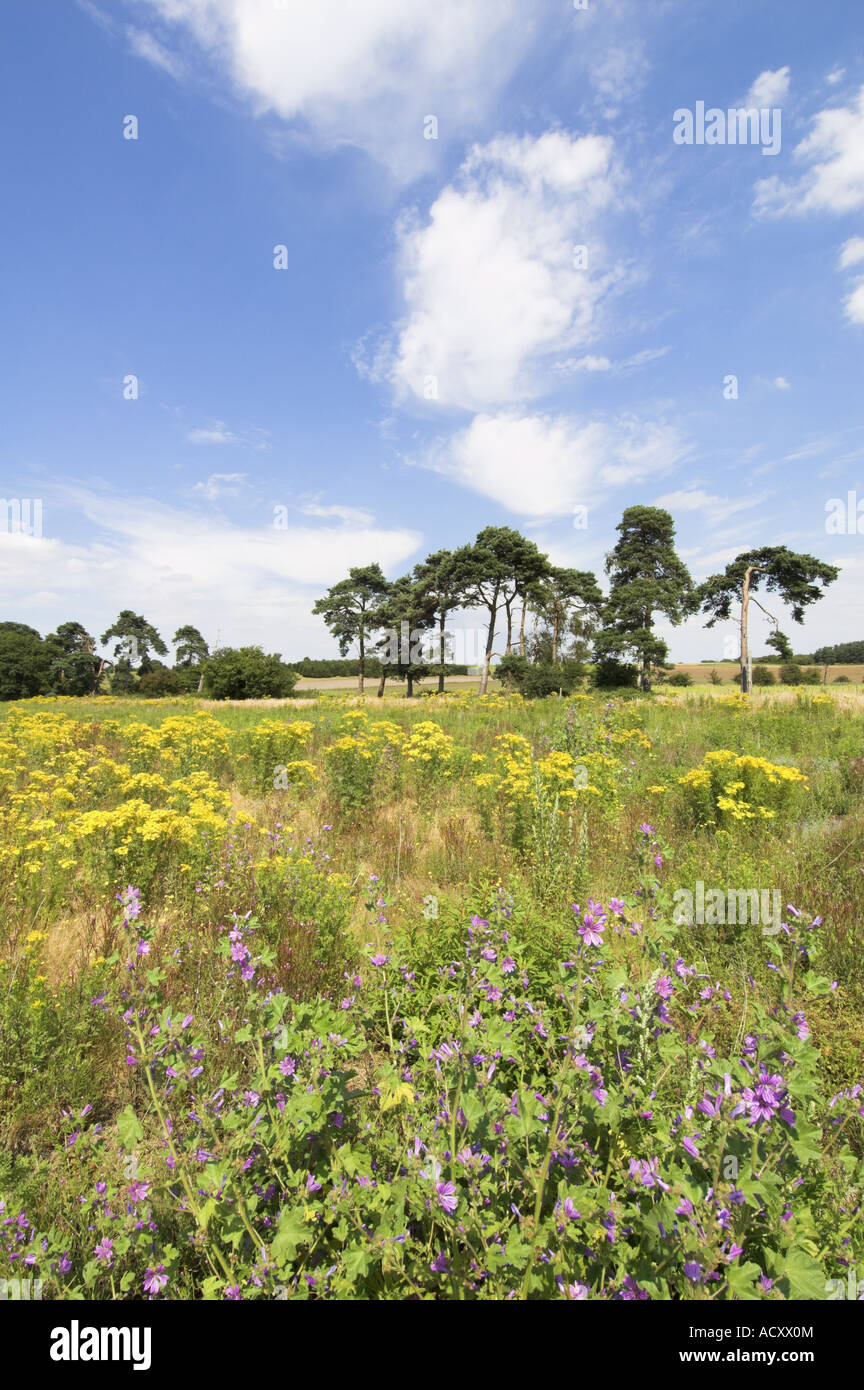 Set a side land with Ragwort senecio jacobaea and Common Mallow malva moschata with Pine trees in background Norfolk England Stock Photo