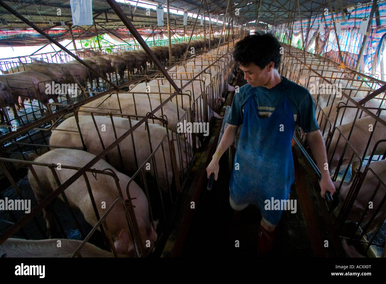 Chinese Farmer Pig Farm near Dongguan Guangdong Province China Stock Photo