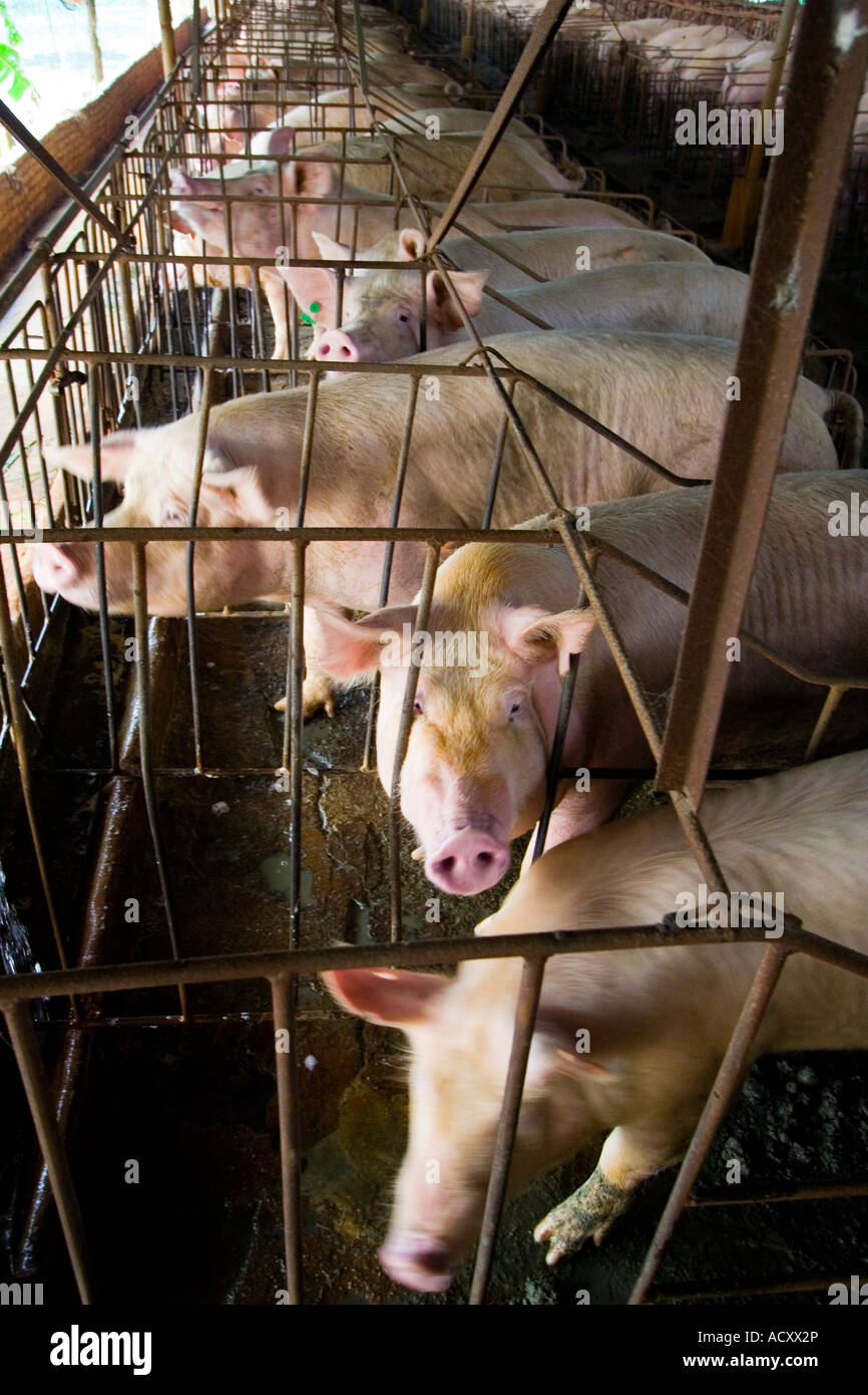 Penned Pigs Chinese Farm near Dongguan Guangdong Province China Stock Photo