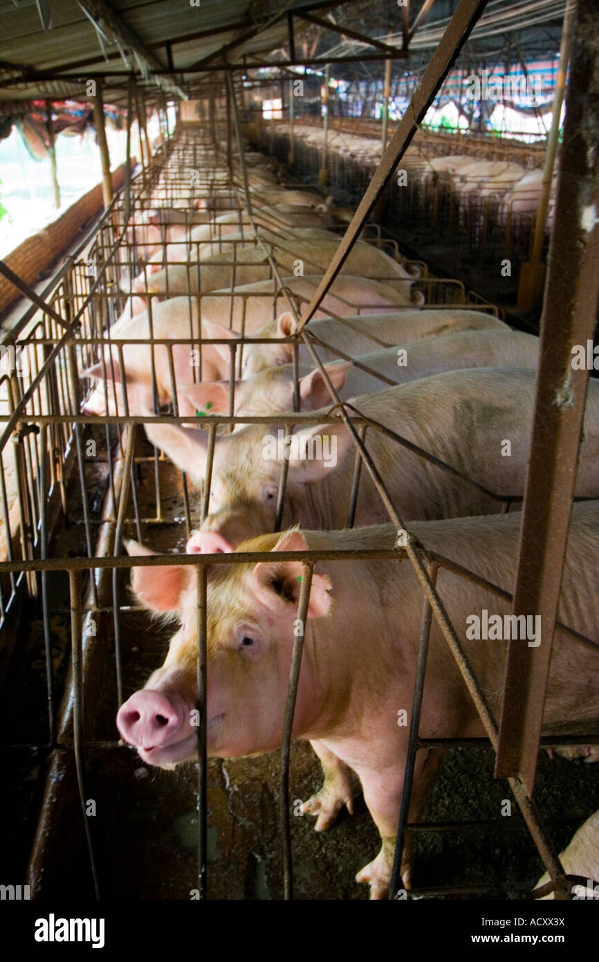 Penned Pigs Chinese Farm near Dongguan Guangdong Province China Stock Photo