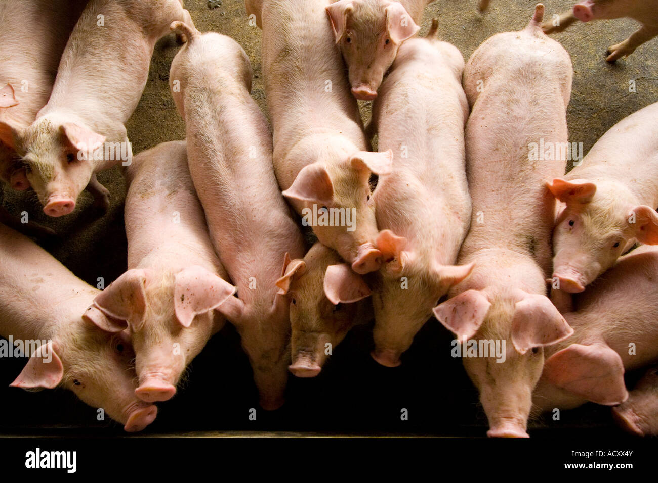 Small Pigs During Feeding Farm near Dongguan Guangdong Province China Stock Photo