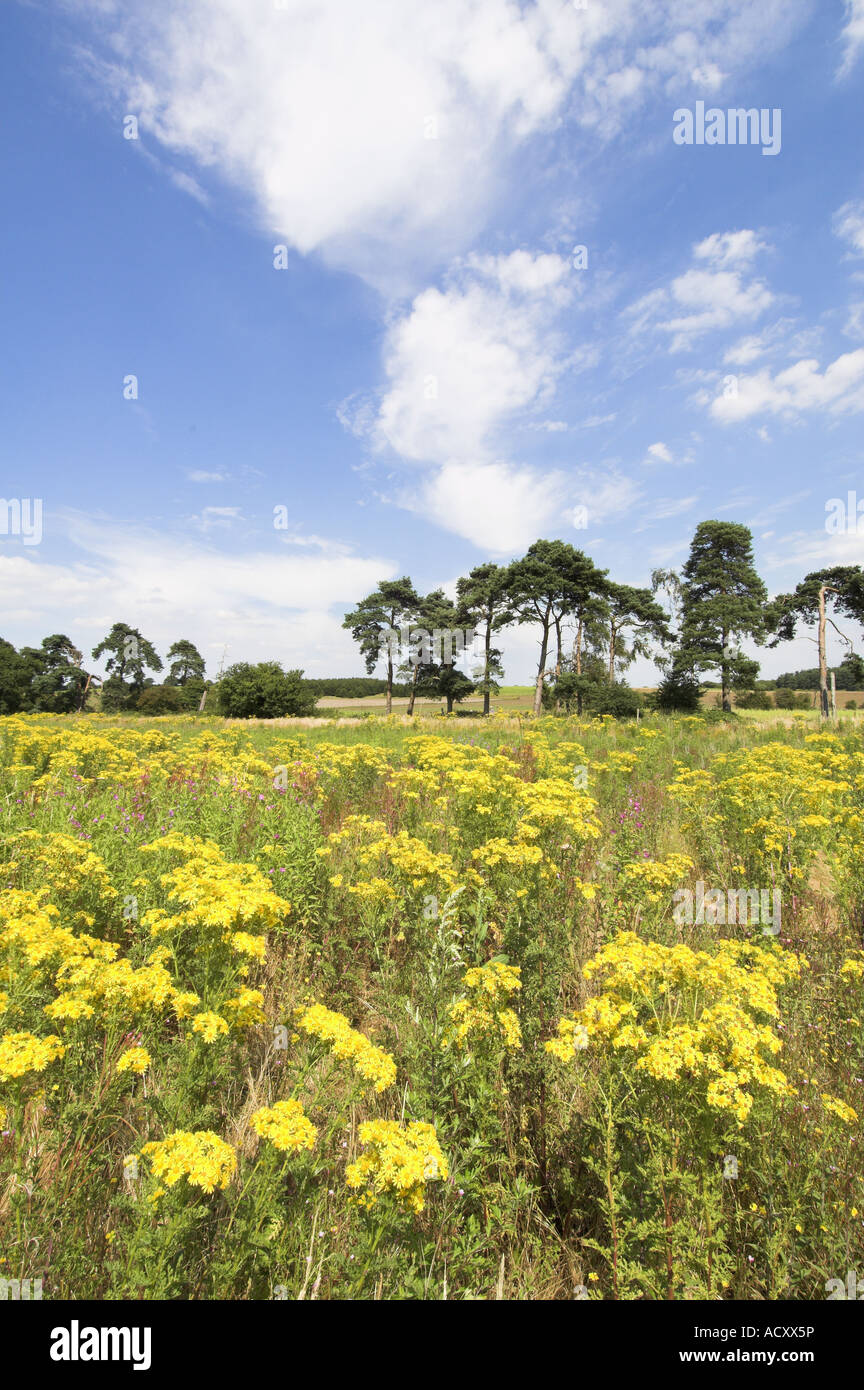 Set a side land with Ragwort senecio jacobaea with Pine trees in background Norfolk England August Stock Photo