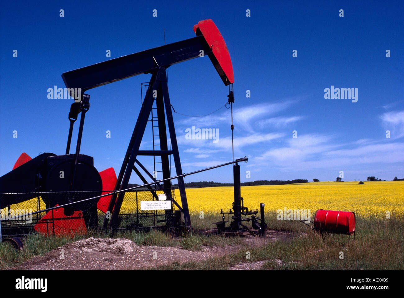 Pump Jack (Oil Donkey) pumping at Oil Well beside Canola Field north