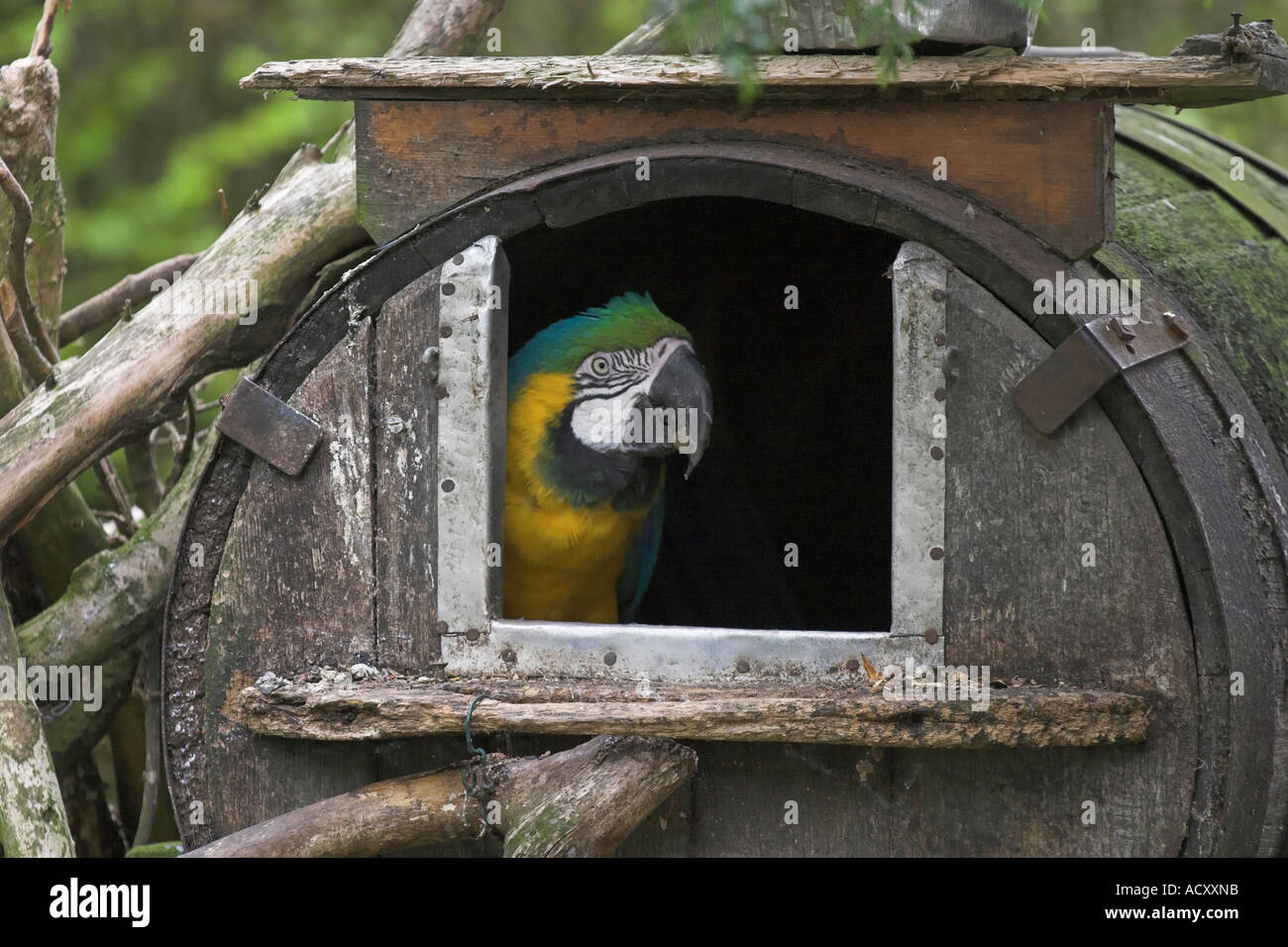 Parrot in residence hi-res stock photography and images - Alamy