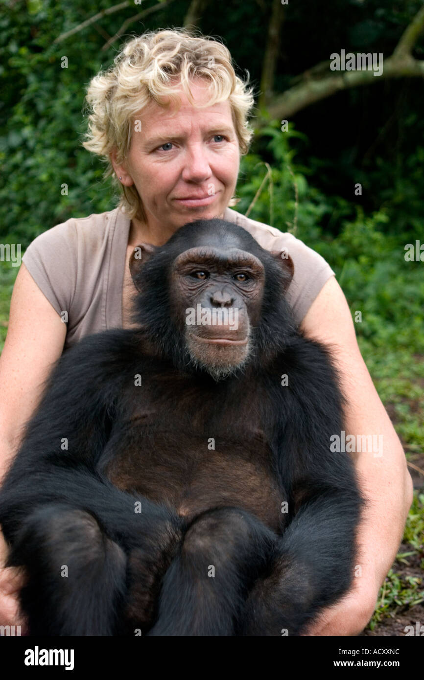 protected chimpanzee sits on lap of Debbie Cox of the Jane Goodall Institute, Ngamba island, Uganda Stock Photo