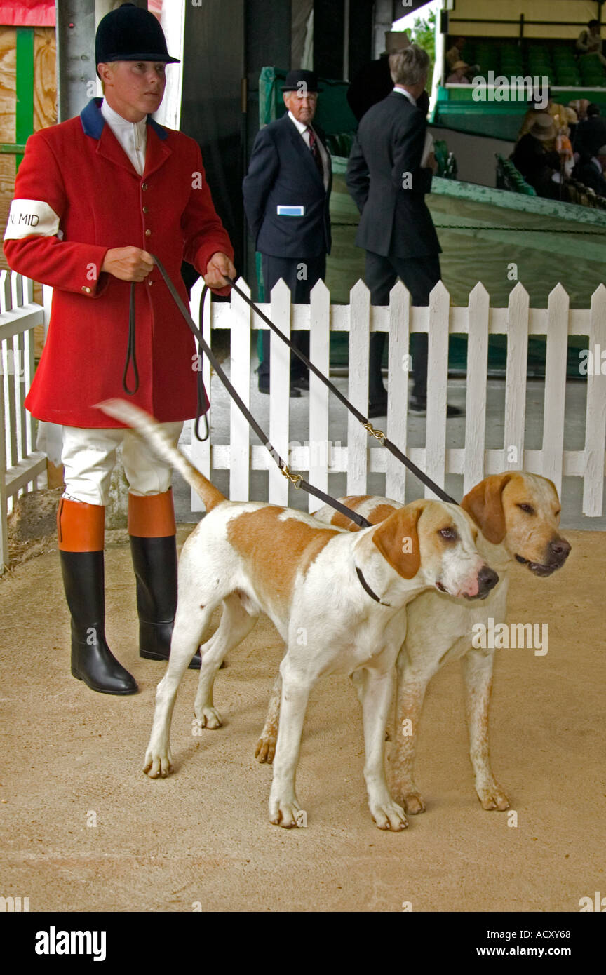 British store hunting dogs