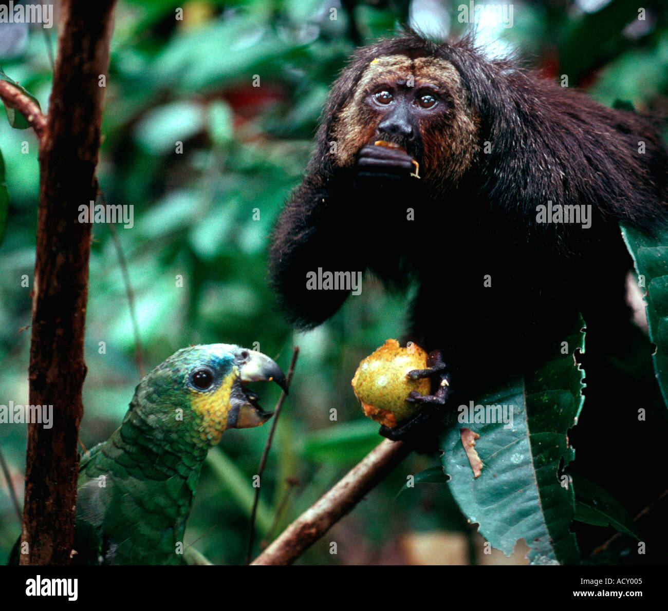 Guyanese Saki Monkey Guyana South America Stock Photo Alamy