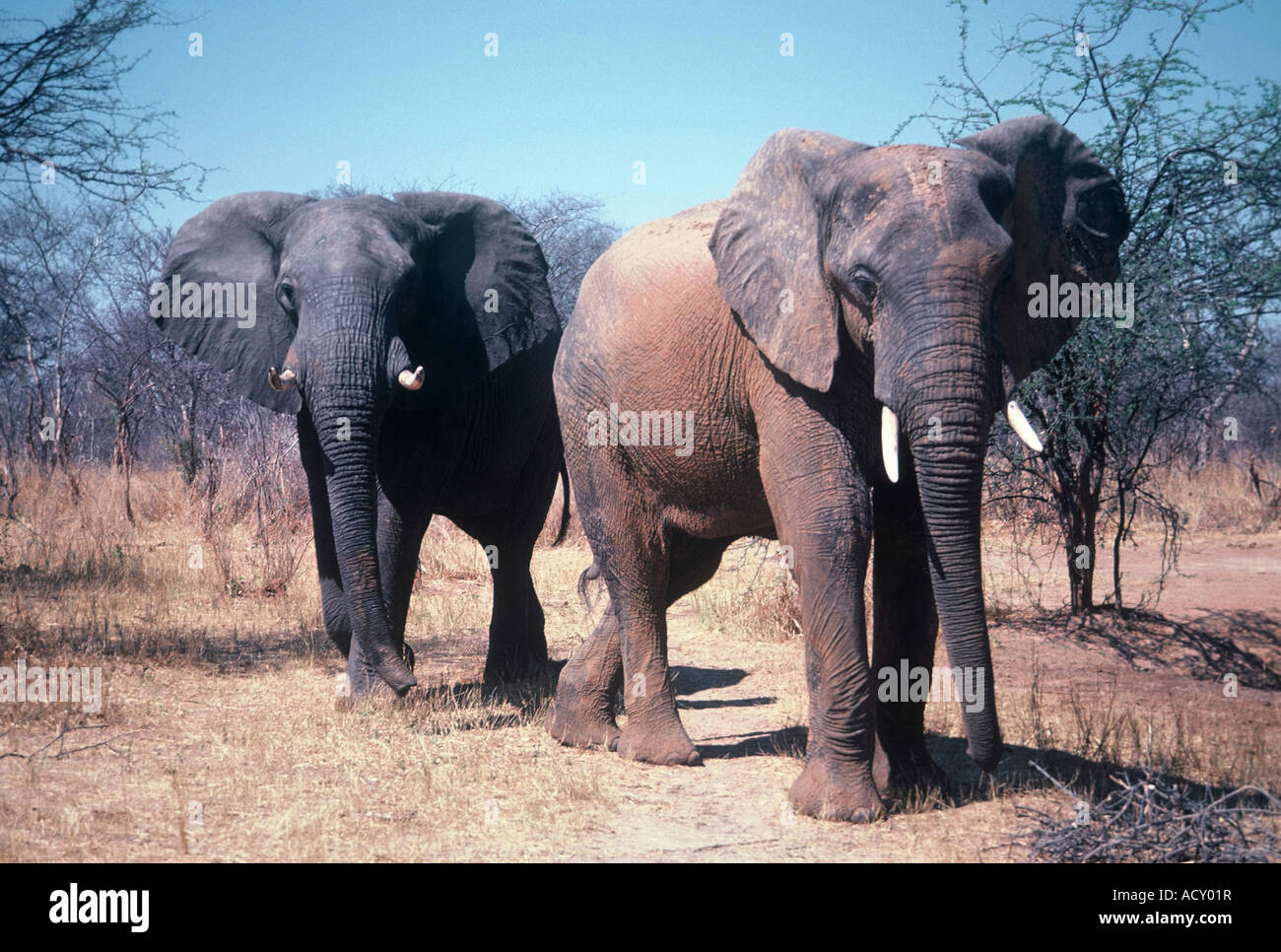 Elephant bulls,Loxodonta africana Stock Photo