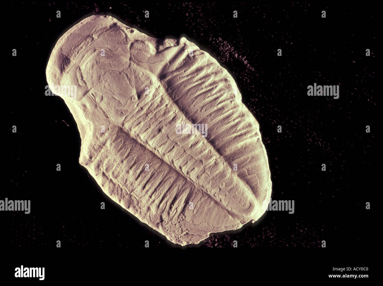 SCIENCE EXTINCT Species Stock Photo - Alamy