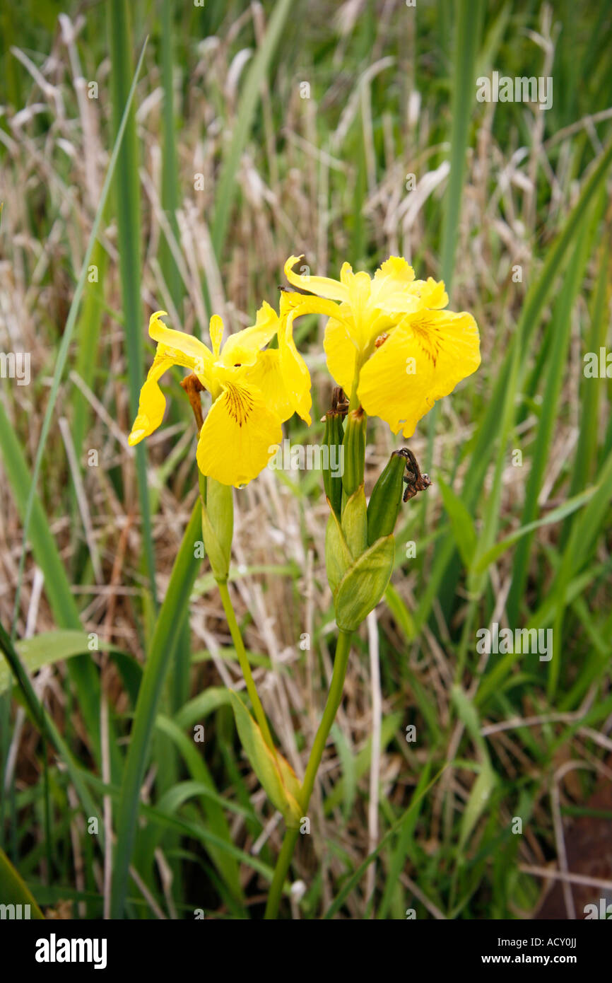 Iris Pseudacorus Yellow Flag Stock Photo