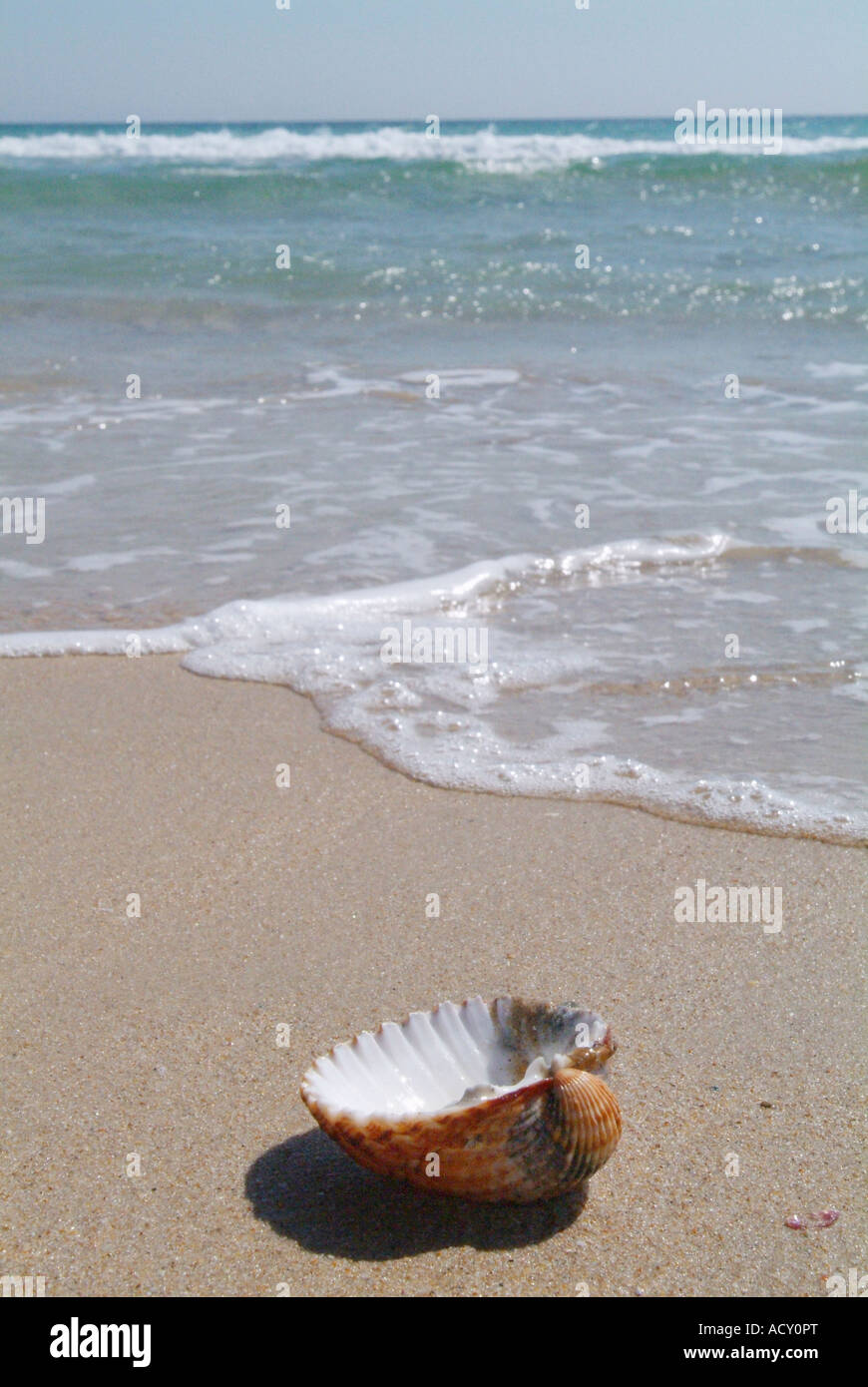 A shell on a beach Stock Photo - Alamy