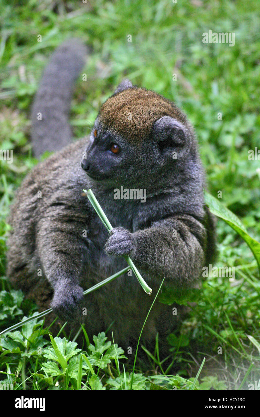 Tamarin Monkey at Jersey Zoo Stock Photo Alamy