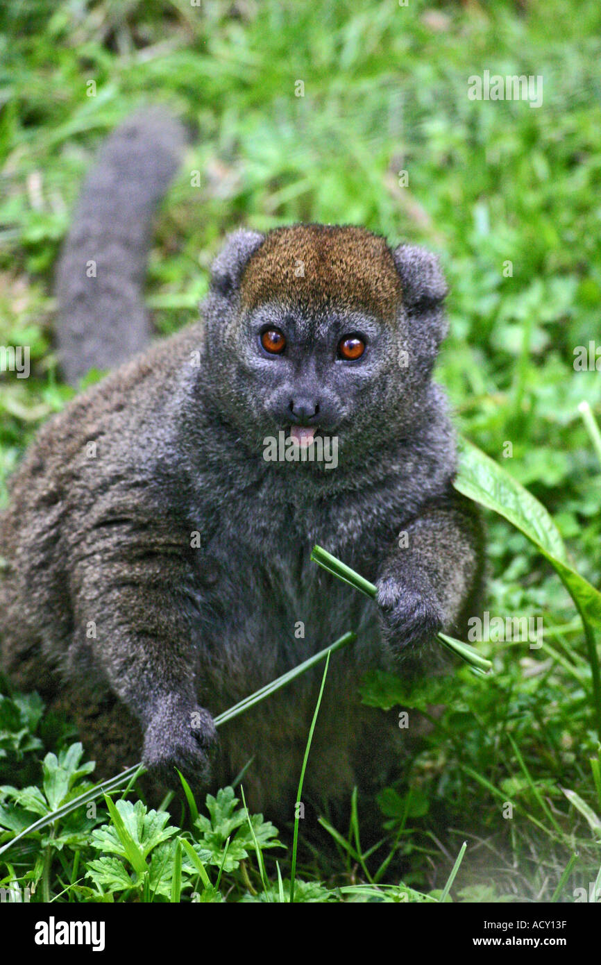 Tamarin Monkey at Jersey Zoo Stock Photo Alamy