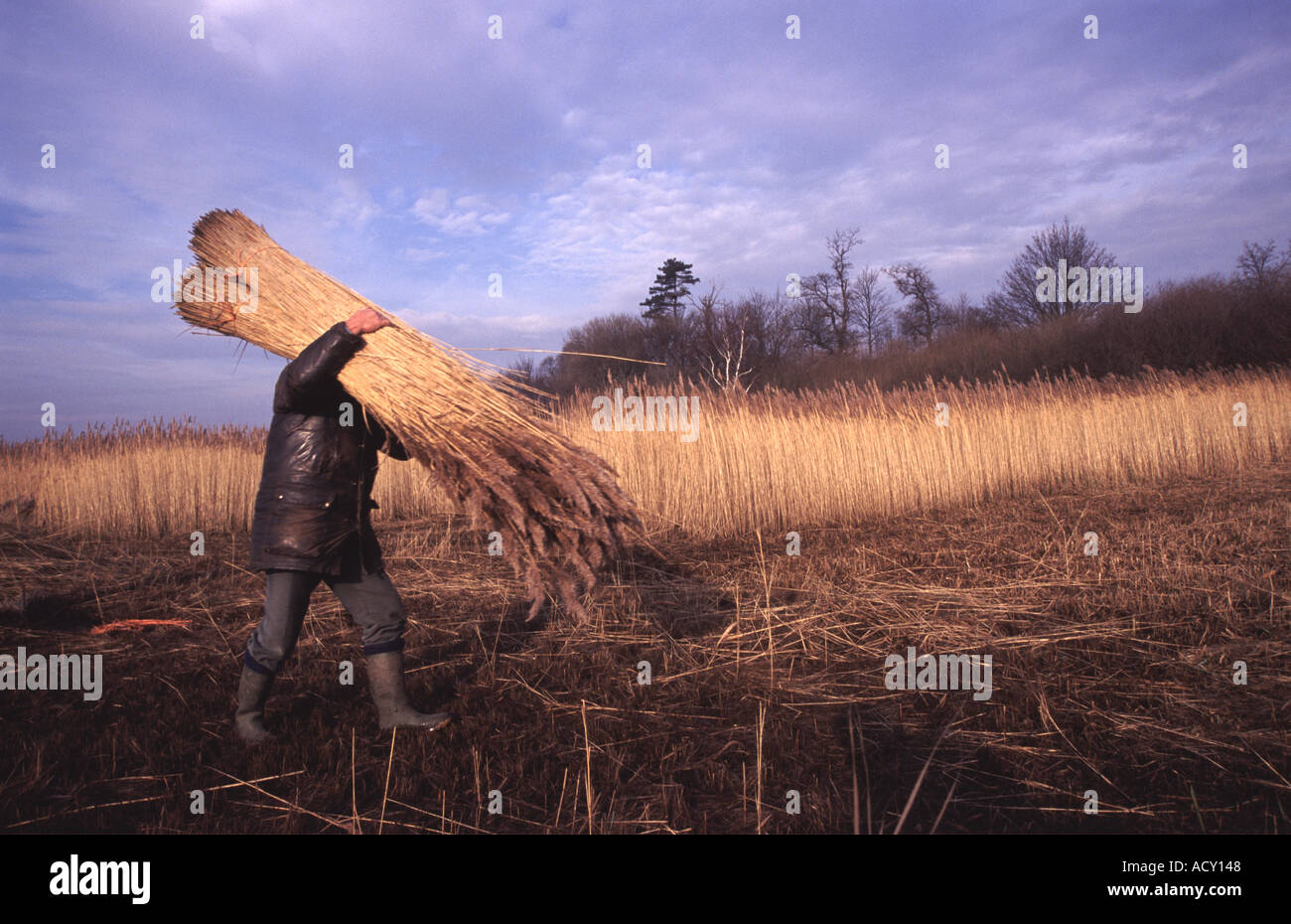 Thatcher collecting reeds from the banks of the river Deben, Ramsholt, Suffolk, UK. Stock Photo