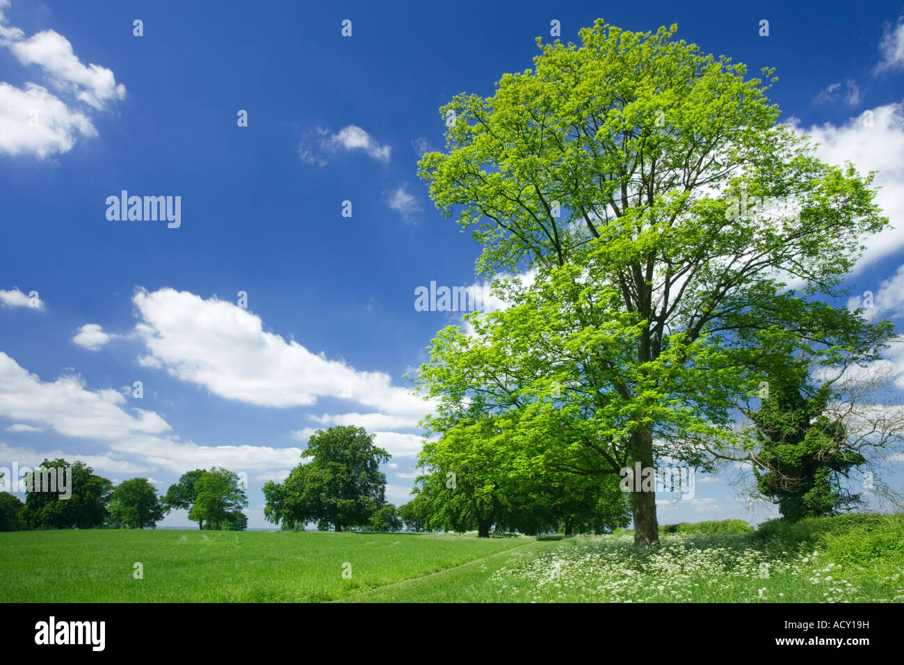 Sycamore Acer pseudoplatanus, at edge of field. Surrey UK Stock Photo